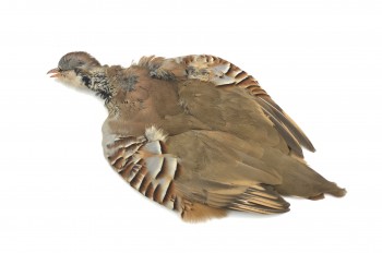 French Partridge Complete Skin 